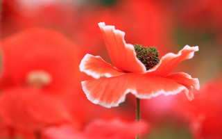 Flower macro red background torii - macro photography free wallpaper