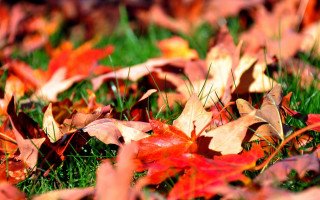 Autumn leaves ground blurry bokeh - the grass free wallpaper