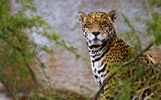 Leopard tree serious eyes bamboo - carlos catasse free wallpaper for desktop