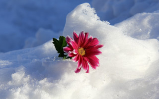 Pink flower snow sunny blue - still free wallpaper