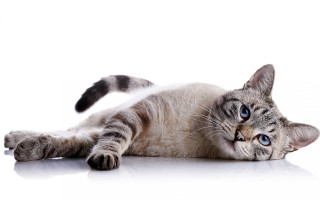 White cat laying blue eyes - its paw free wallpaper