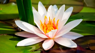 White yellow lily pool macro - lily pad free wallpaper