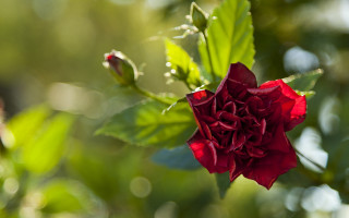 Red flower green leaves rococo - a red flower free wallpaper