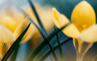 Yellow flowers closeup green stems - a close up of a group free wallpaper