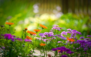 Purple orange flower garden bokeh 2 - impressionist free wallpaper
