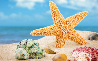 Starfish shells sandy beach ocean - sandy free wallpaper