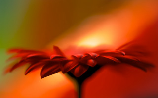 Red flower green background blurry 2 - a blurry image free wallpaper