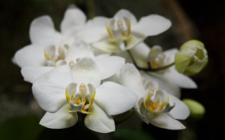 White flowers yellow centers garden 4 - yellow center free wallpaper