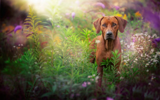 Dog field flowers brightlight impressionist - impressionist free wallpaper