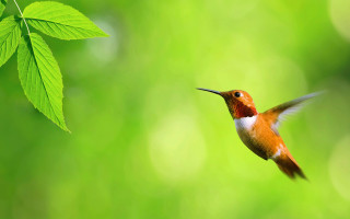 Hummingbird green leaf ecological macro - green background free wallpaper