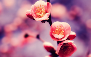 Flower branch bokeh macro blurry - the background and a blurry background of leaves free wallpaper