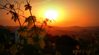 Sunset vineyard mountain clouds gradient - distant free wallpaper