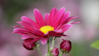 Pink flower yellow center macro 2 - pink flower and leaves free wallpaper