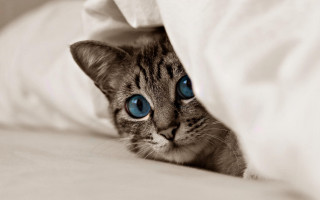 Cat blue eyes hiding bed - under a blanket free wallpaper