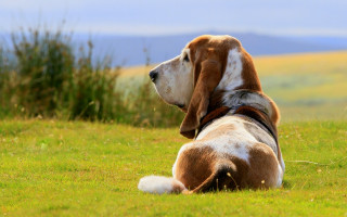 Dog grass mountain precisionism dof - dof free wallpaper