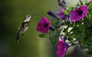 Hummingbird purple flower green leaves - a hummingbird free wallpaper