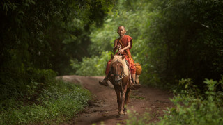 Young girl riding horse forest - the side of the road free wallpaper
