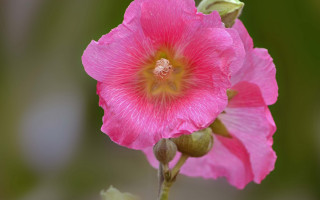 Pink flower green stem yellow 4 - macro photography free wallpaper