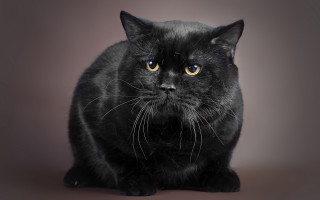 Black cat yellow eyes sitting 4 - a black cat free wallpaper