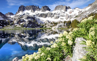 Mountain lake flowers forest sky - the foreground and a snow free wallpaper