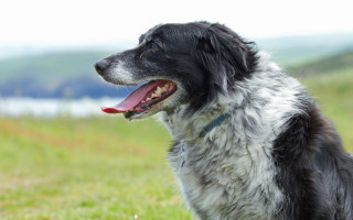 Dog red tongue field mountains - a red tongue free wallpaper