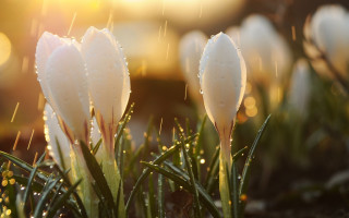 White flowers water drops grass - drop of water free wallpaper