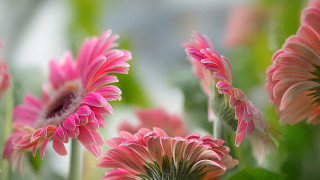 Pink flower bokeh leaves outdoors - f 8 aperture free wallpaper