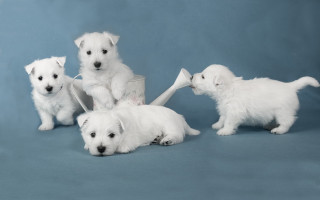 Puppies bucket blue background conceptual - white background free wallpaper