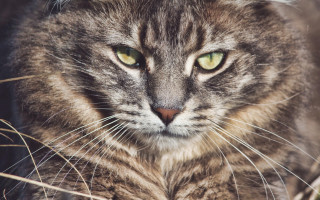 Cat green eyes sitting grass - carlos catasse free wallpaper for desktop