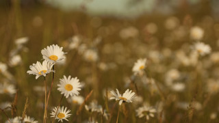 Daisy field blur bokeh sunlight - tonalism free wallpaper