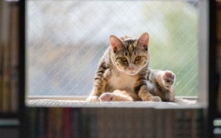 Cat window sill arabesque puzzle - the window sill free wallpaper