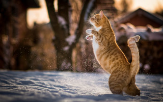 Cat snow playful impressionist bokeh - its front paw free wallpaper