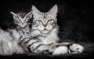 Cat kitten yellow eye renaissance - renaissance free wallpaper