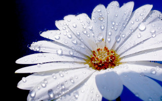 White flower water droplets blue - a few other thing free wallpaper