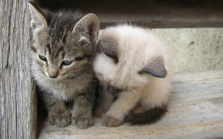 Two kittens wooden bench cute 2 - the other free wallpaper