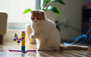 Cat toy window chair butterfly - adrian zingg free wallpaper