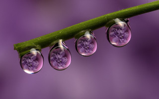 Water drops green leaf purple - purple background free wallpaper