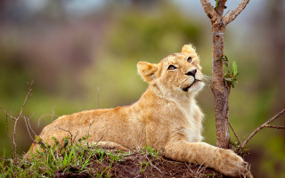 Lion cub sitting tree curious - curious free wallpaper
