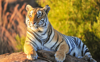 Tiger rock sunset autumn photorealistic - a tiger free wallpaper