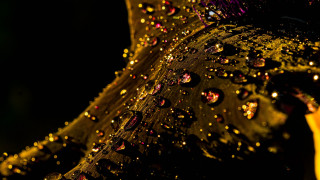 Leaf water drops dark background - macro art free wallpaper