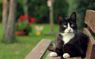 Black white cat bench park - cat free wallpaper