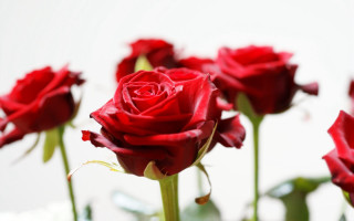 Vase red roses blurry bokeh - red rose free wallpaper