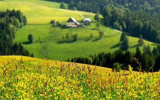 Flower field house trees hill - free summer wallpaper for desktop