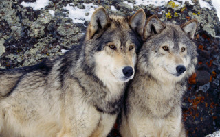 Wolf shiba inu rocky snow - caspar wolf free wallpaper