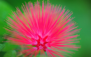 Pink flower green leaves macro 9 - a green leaf in the foreground free wallpaper