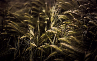 Green grass macro nature blurry - heavy free wallpaper
