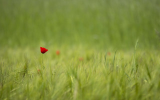 Red flower grassy field shallow - a grassy field free wallpaper