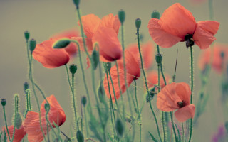 Flowers grass sky green stem - impressionist free wallpaper