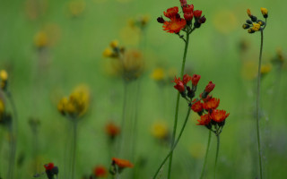 Flower field yellow red green - a field of flowers free wallpaper