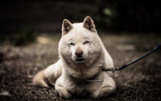 White dog shiba inu leash - closed free wallpaper